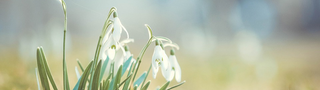 Snowdrop image